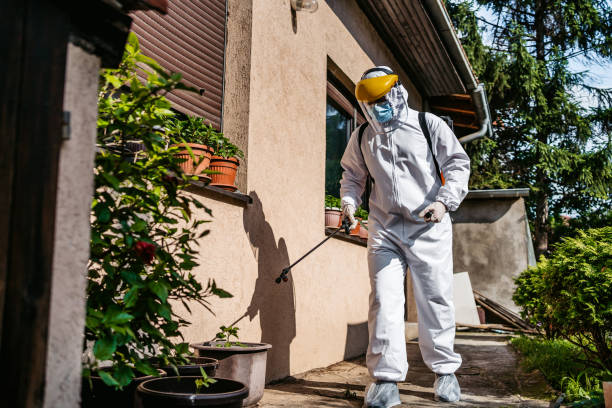 Best Termite Control Services  in New Kingman Butler, AZ